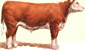 beef fat steer.png2